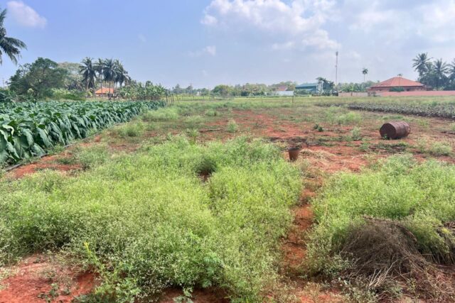 Land for sale in siruppiddy.